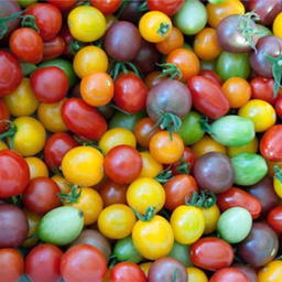 Tomates cerises (Globe-Troterre) +/- 500 gr