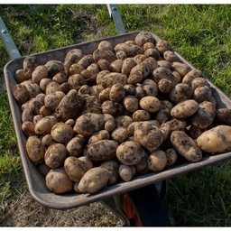Pommes de terre Agria (farineuse) 2,5 kg